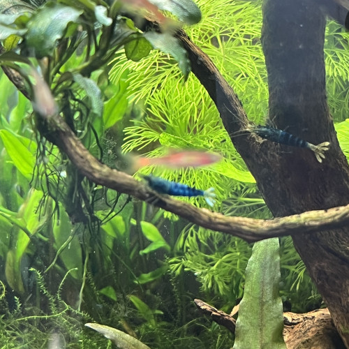 Creazy blue