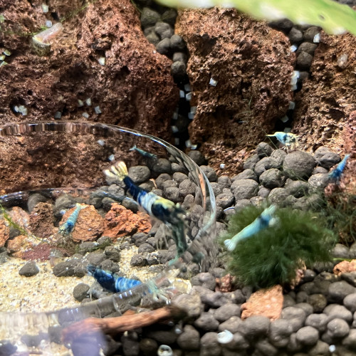Creazy blue