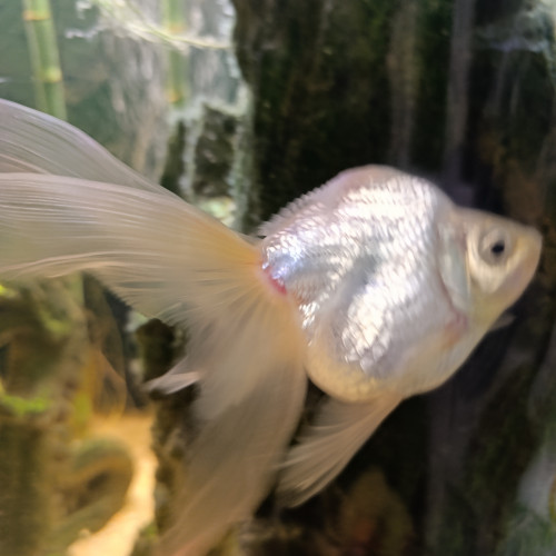 Voile de chine silver