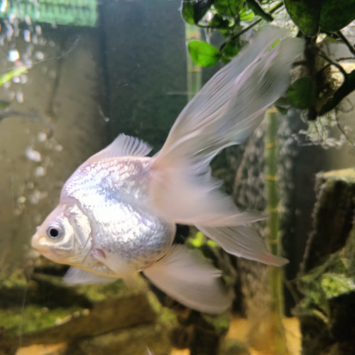 Voile de chine silver