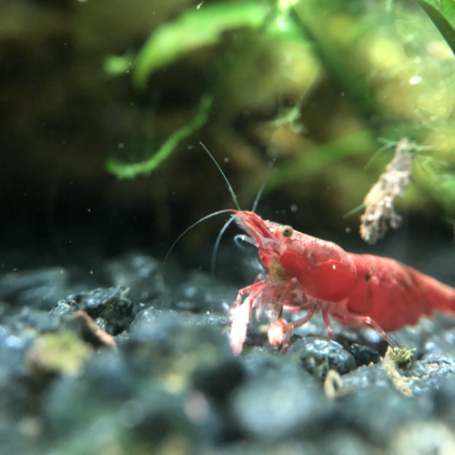 Crevettes red cherry
