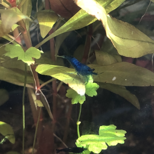 Crevettes blue dream