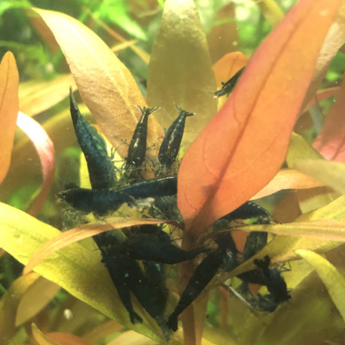 Crevettes blue dream