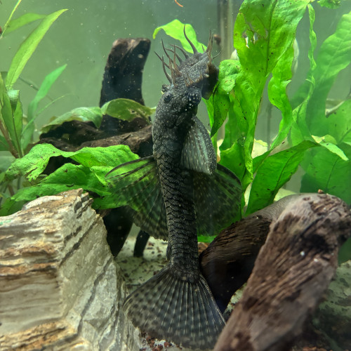 Ancistrus