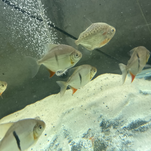 Je vends 5 metynnis maculatus