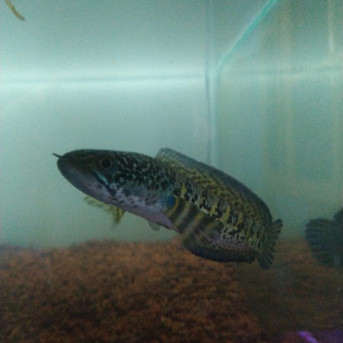 channa aurantimaculata