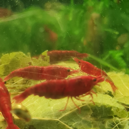 Crevettes bloody mary