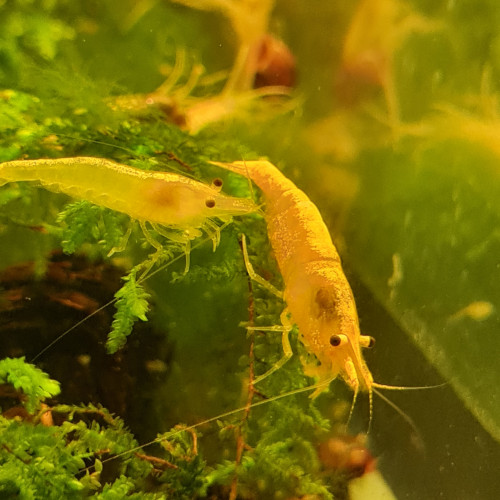 Crevettes yellow néon