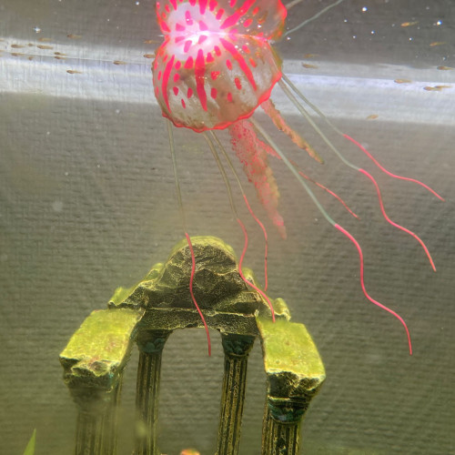 Don alevins guppys