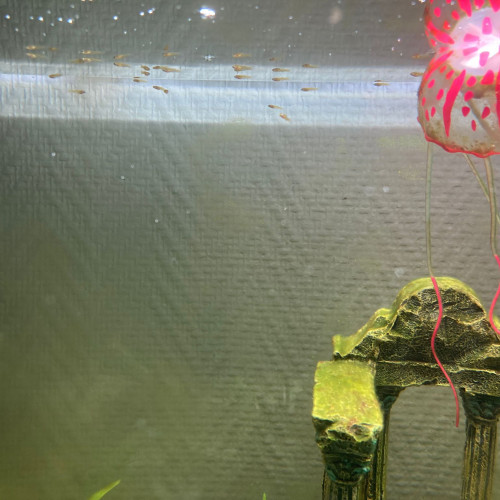 Don alevins guppys