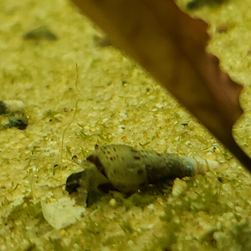 Mélanoïde Tuberculatus