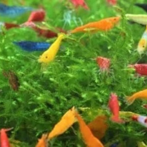 Recherche crevettes