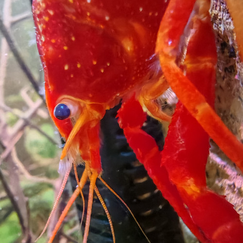 PROCAMBARUS   ALLENI DE  FLORIDE  RED