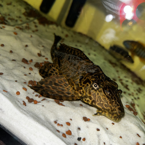 Dons Pleco léopard 30cm