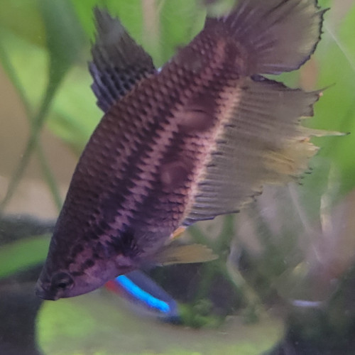 Betta femelle