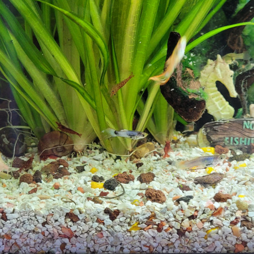 Guppy mal femelle adulte bébé