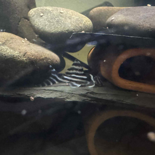 Hypancistrus l46