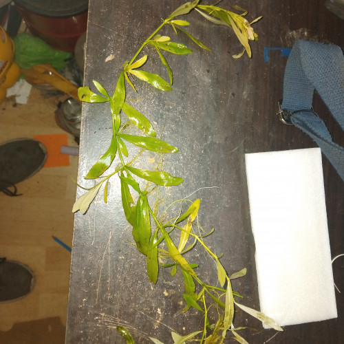 Plante d aquarium