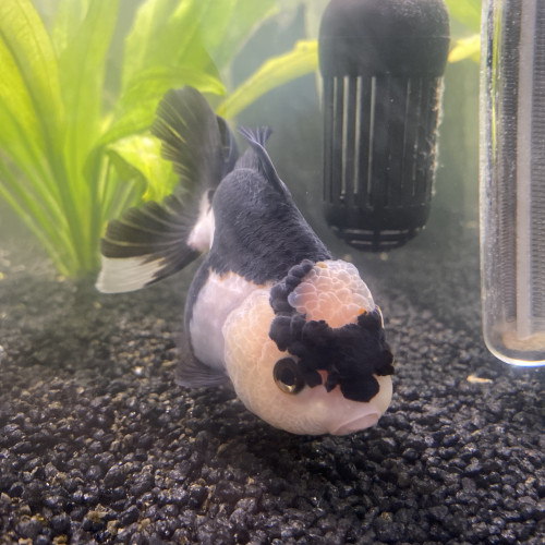 Oranda Grade A