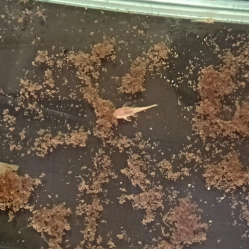 Ancistrus gold albinos