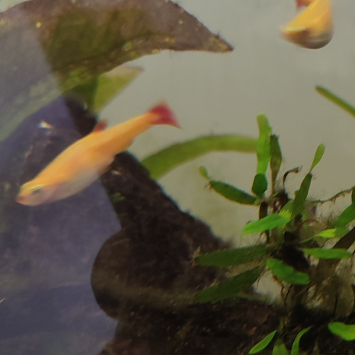Tanichthys gold