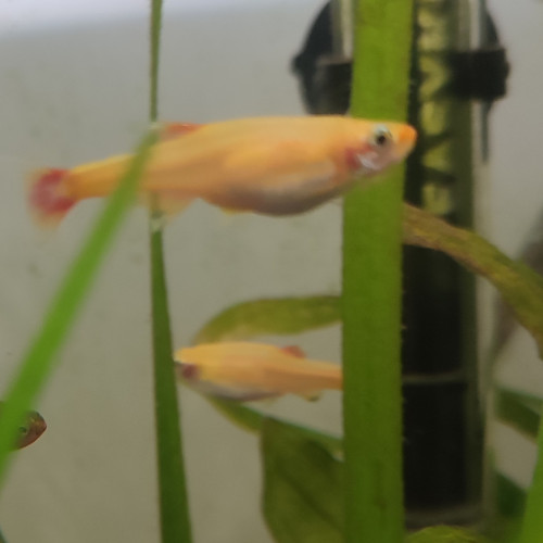 Tanichthys gold