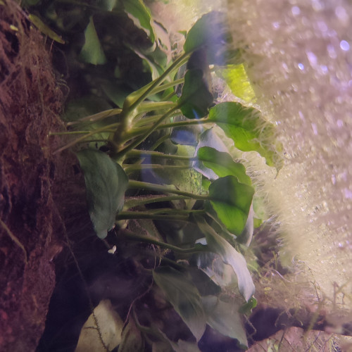 Anubias