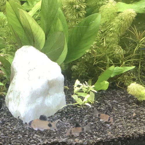 Corydoras pandas