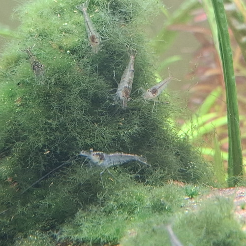 Crevette malawa / mini japonica