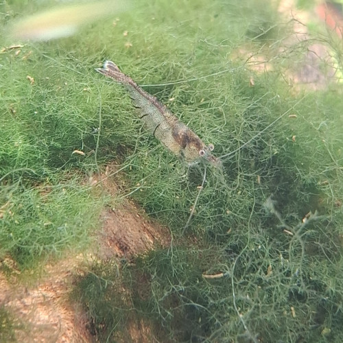 Crevette malawa / mini japonica