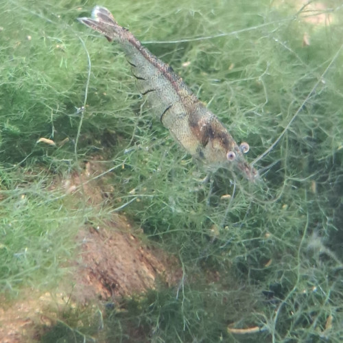 Crevette malawa / mini japonica