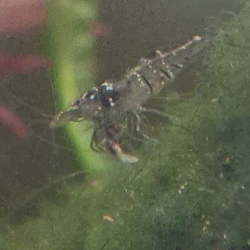 Crevette malawa / mini japonica