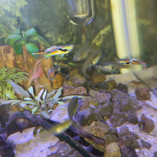 Guppy endler