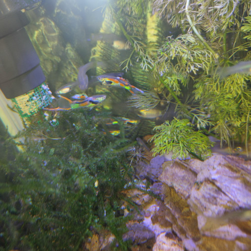 Guppy endler