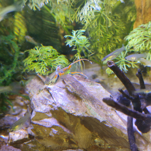Guppy endler