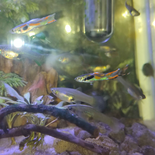 Guppy endler