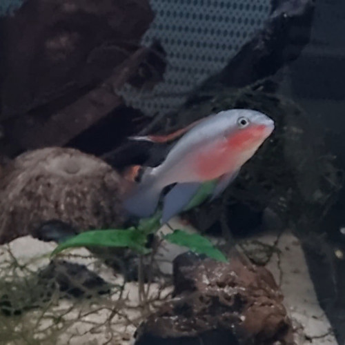 Pelvicachromis pulcher