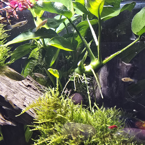 Donne bébés Guppys