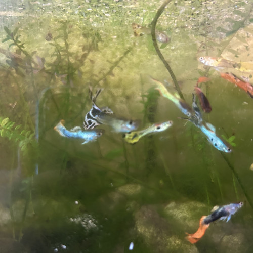 Guppy/Endlers Mix
