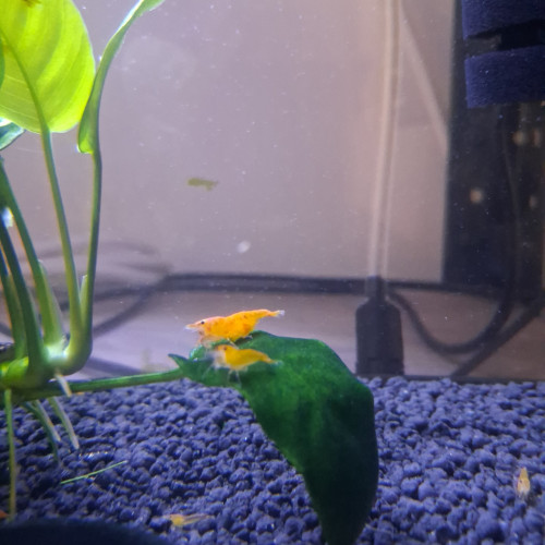 Crevette orange fire