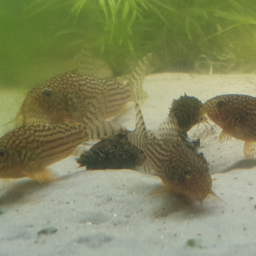 Corydoras Sterbai