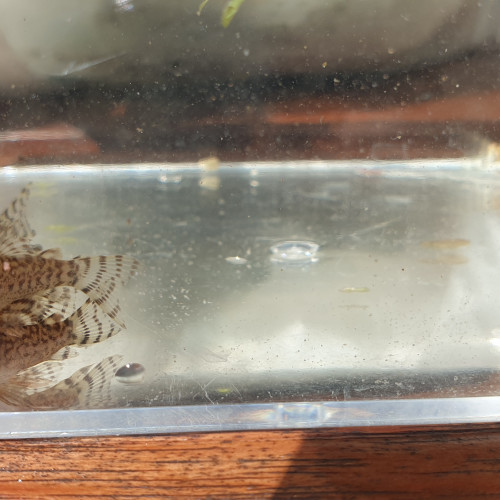 Corydoras Sterbai
