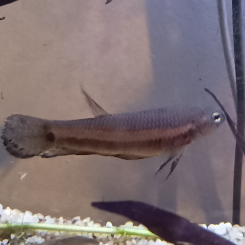Betta Pallifina adultes
