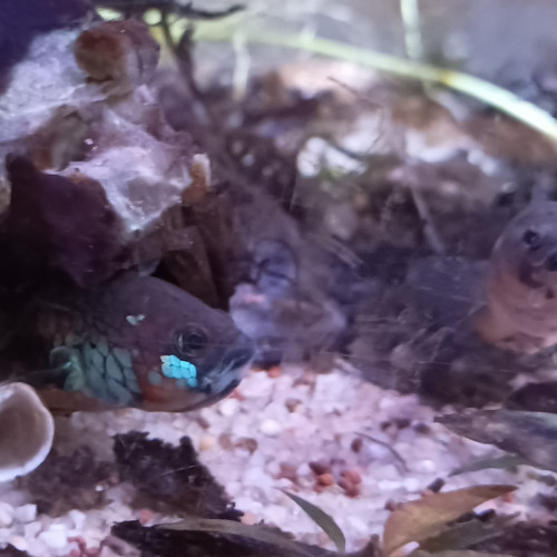 Betta Pallifina adultes