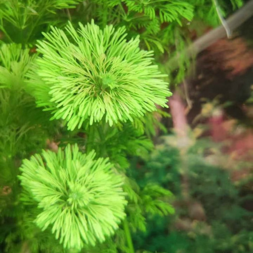 Plantes diverses