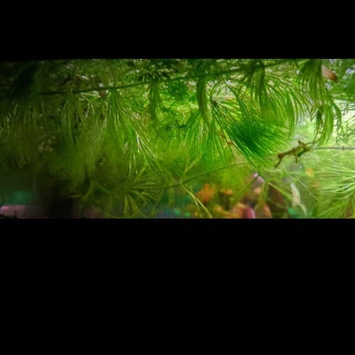 Plantes diverses