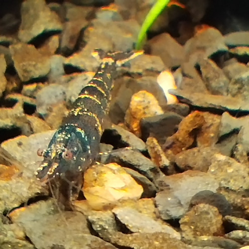 Caridina Malawa "ou mini japonica"