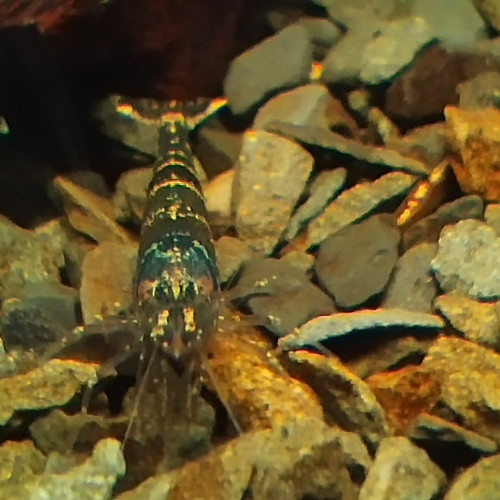 Caridina Malawa "ou mini japonica"