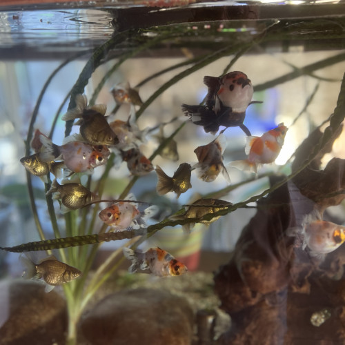 poissons japonais