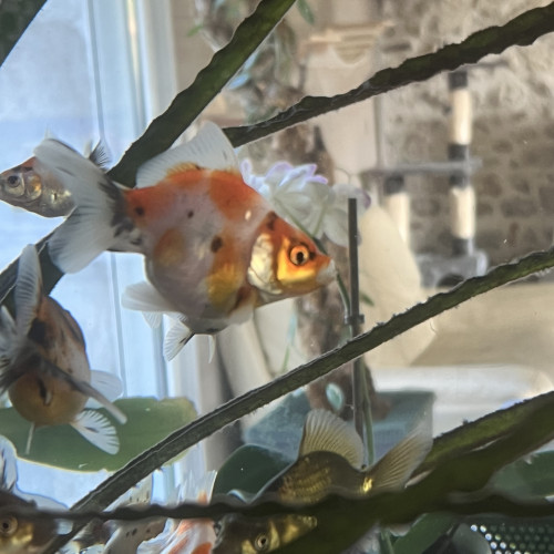 poissons japonais